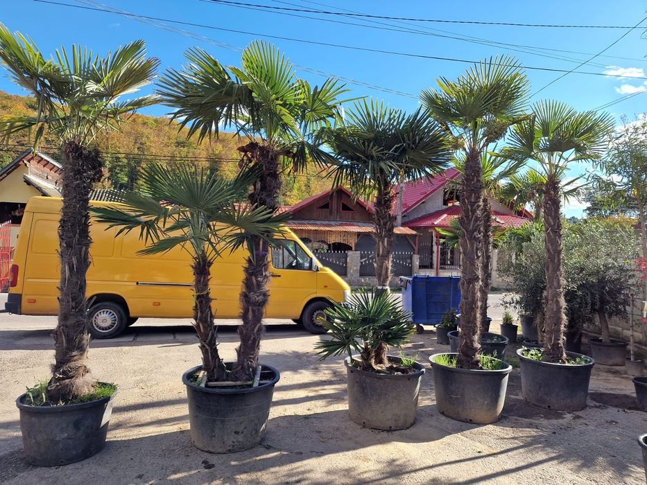 Palmieri trachycarpus fortunei de mai multe dimensiuni