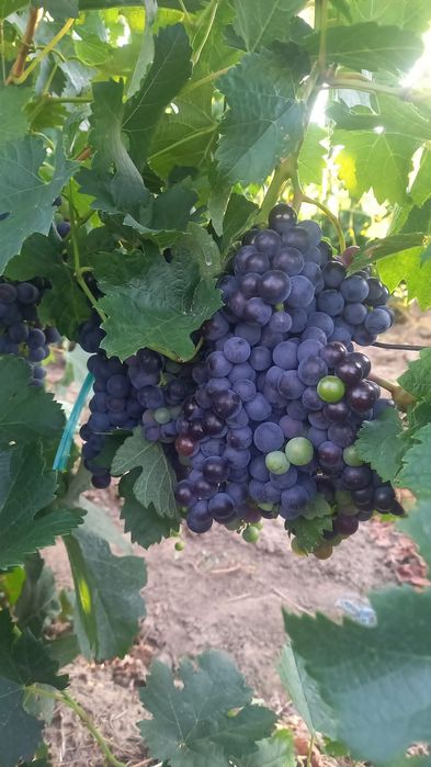 Struguri de vin  albi și rosii