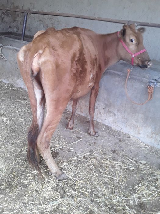 5..Oylik Bug‘oz Sigir Sotiladi. Buxoro Jondor