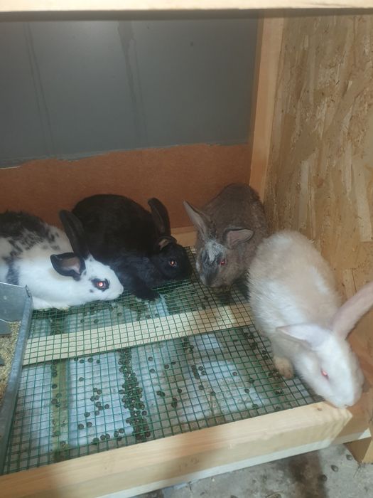 Quyon bolari sotiladi