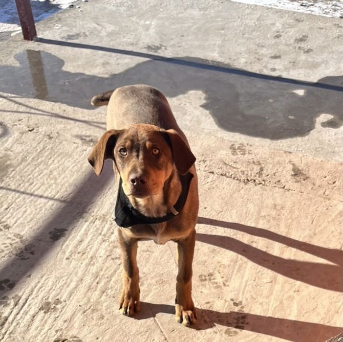 Охотник курцхаар