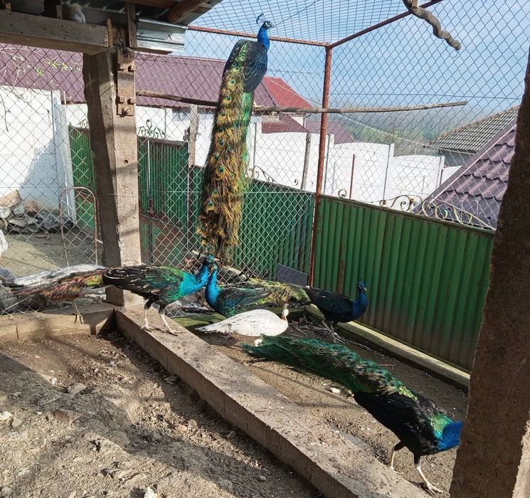 Vând păsări de curte