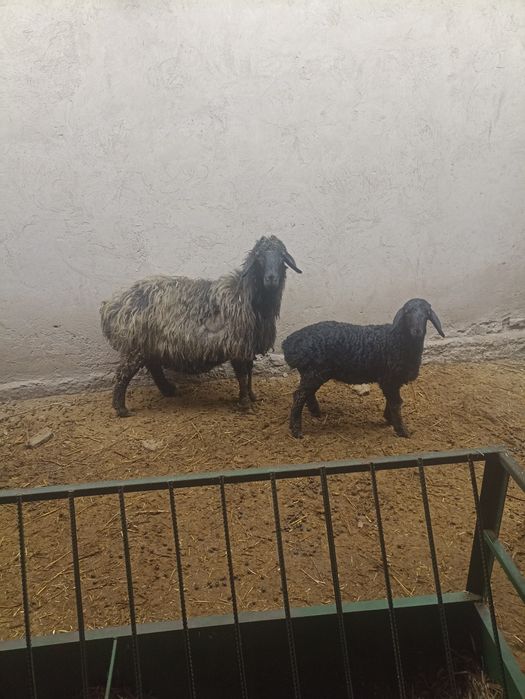 Ona bola qoʻy sotiladi. Romitan tuman