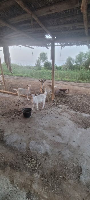Она бола эчки занен сотилади