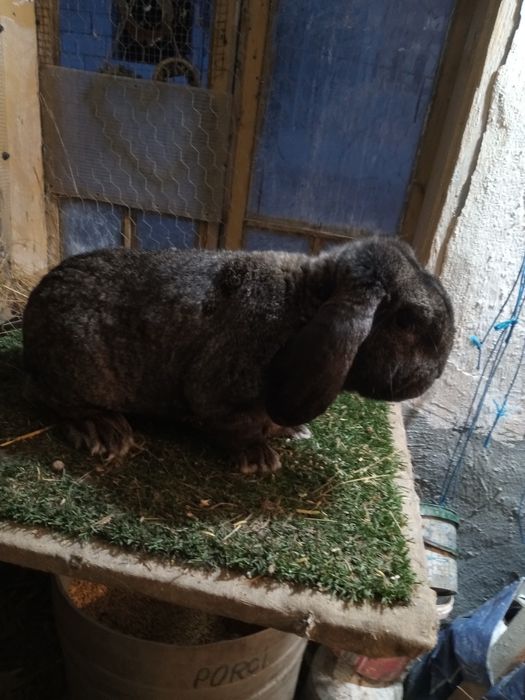 Mascul berbec german