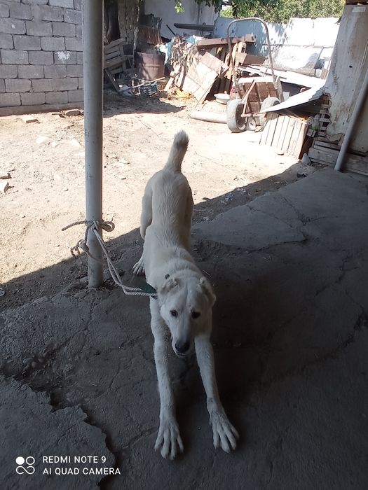 Алабай полтора лет