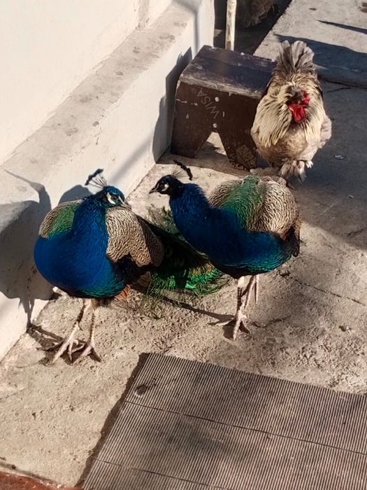 Павлин сатылады жаксы багылган