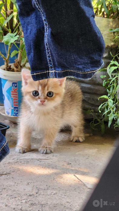 Золотая шиншилла — котёнок продаётся!
