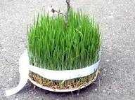 Буғдой (bug'doy) майса