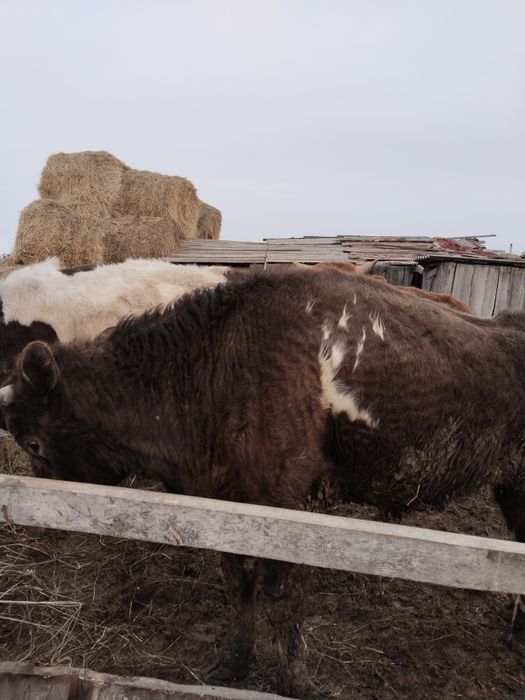 Продам годовалых бычков