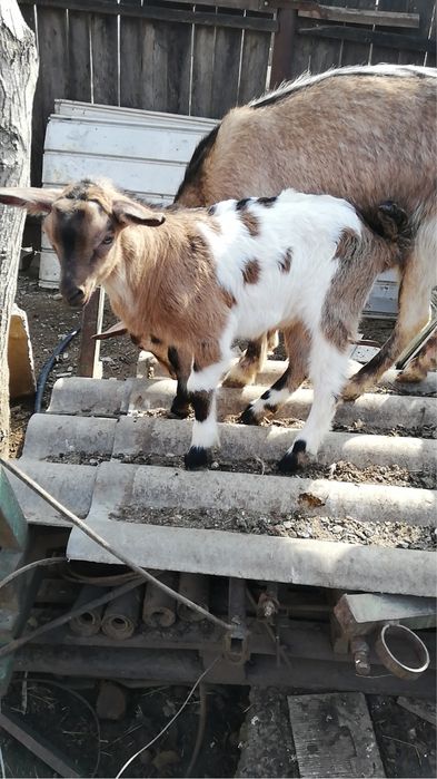 Vand anglonubian 2 ani