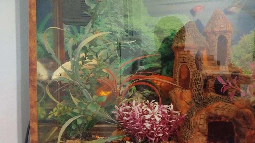 Akvarium sotiladi. Ofis, Uy va Loundry uchun ajoyib imkoniyat va tanlo