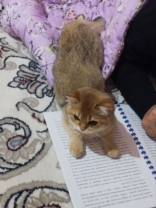 Британская золотая Шиншилла