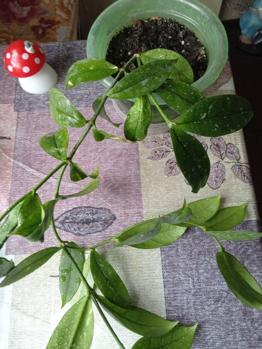 Продам хойю  Карноза