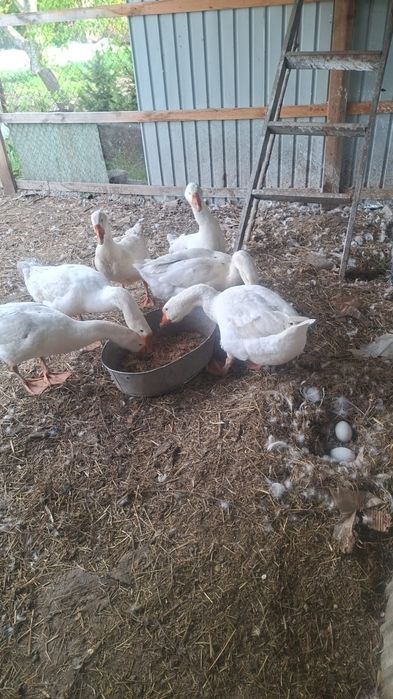 Гусь Несутся гусь