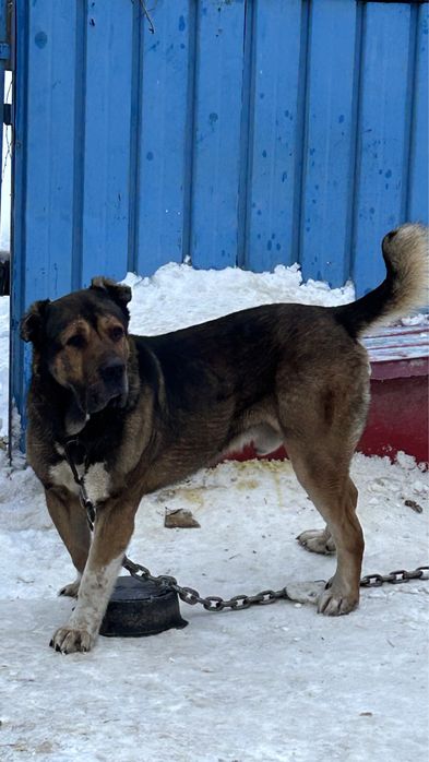 На вязку кобели сао. Кв.