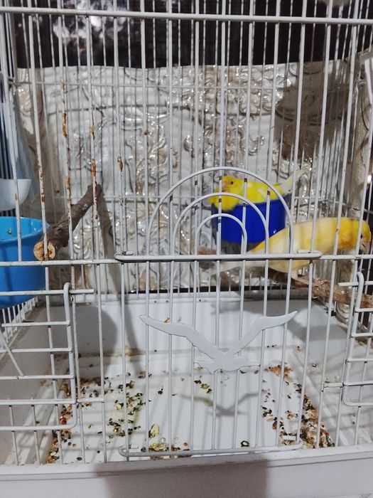 Продам канареек пара