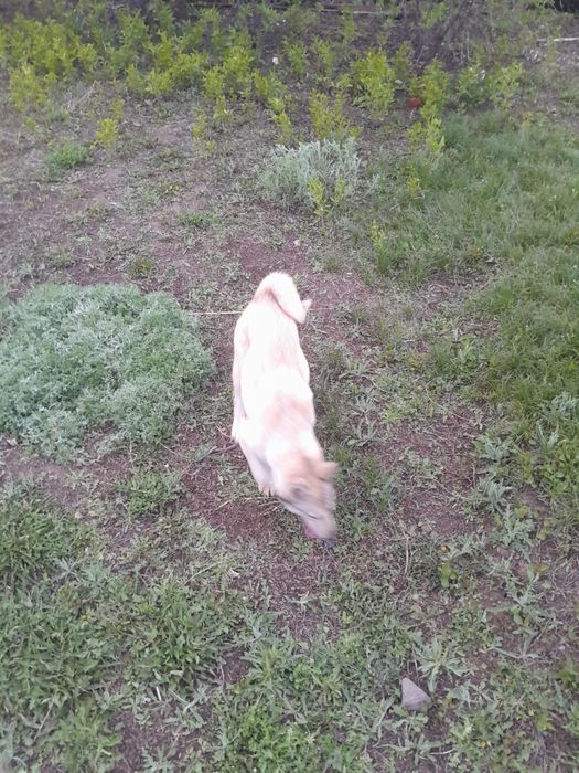 Западный сибирьская лайка