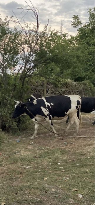 Vând vaci bălțate