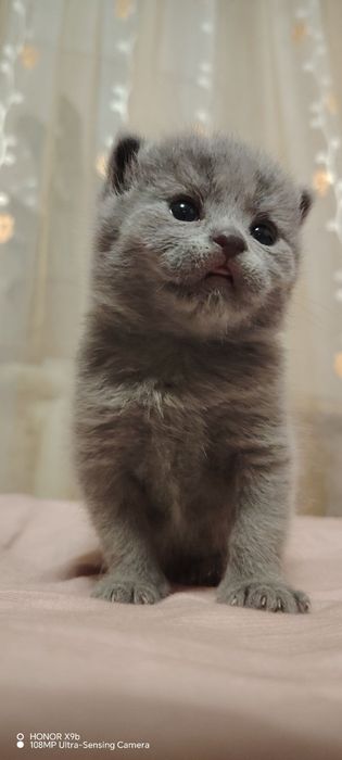 Shirin zotdor mushukchalar sotiladi.