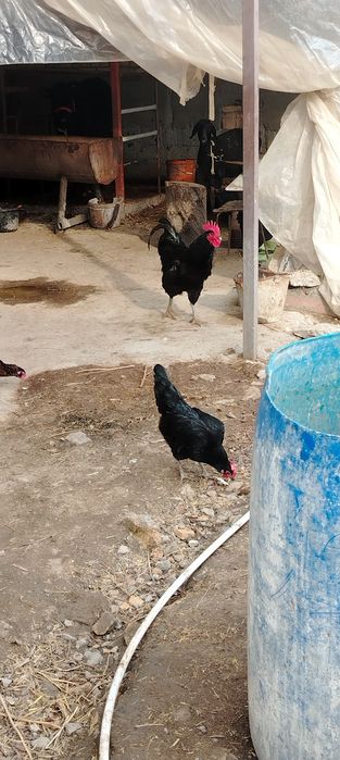 Товуклар ва хуроз сотилади