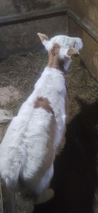 Теленок два месяца