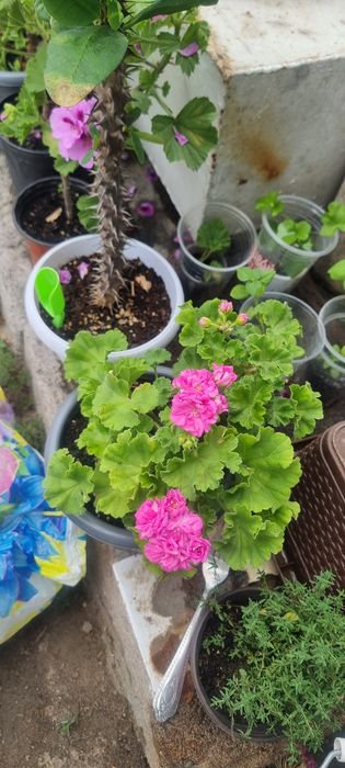 Продам цветы местные