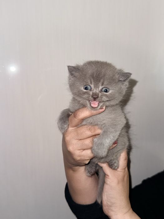 акция улгуриб колинг