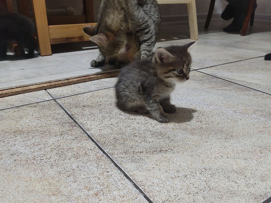 Отдам котят в добрые руки