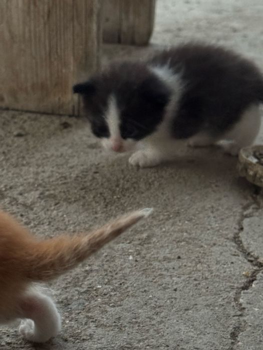 Отдам кошку котят в добрые руки
