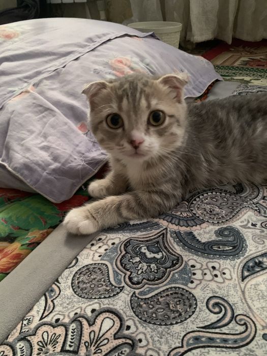 Шотландский маргау сатылады