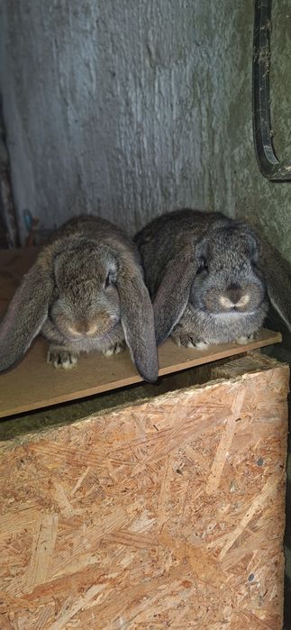 Vând iepuri berbec german