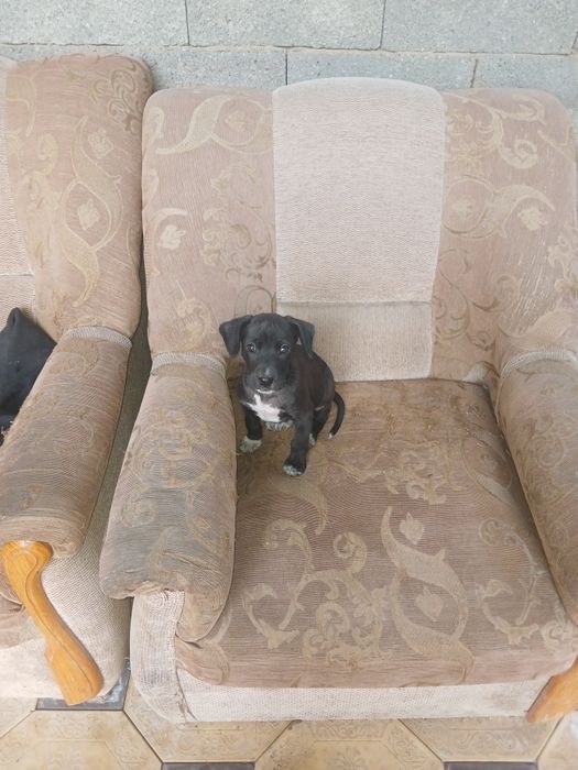 Украли щенка смешанная порода