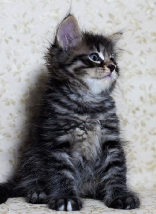 Котята Мейн-Кун,Бенгал,шотландские