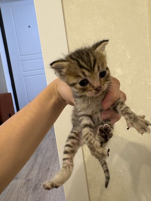 Срочно ищем дом для котят