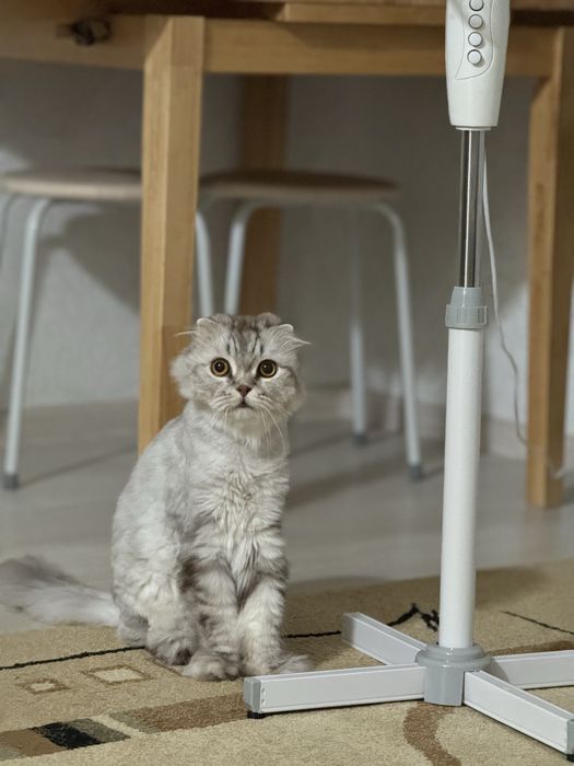 Отдам кота в добрые руки