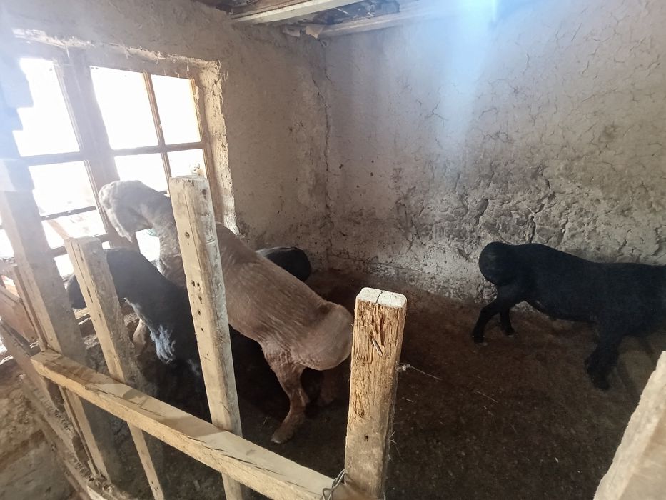 Boqma qo'zi Qo'chqorlar sotiladi