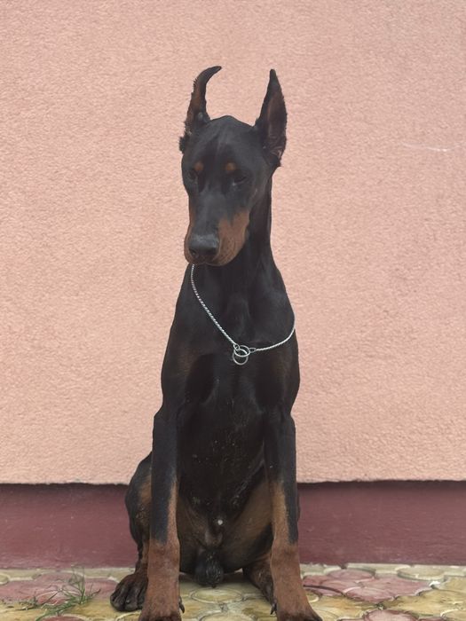 Black Friday! Doberman puppies with pedigrees at a 30% discount