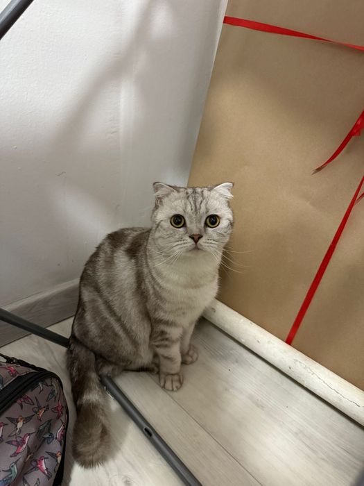отдам кота в добрые руки,  бесплатно