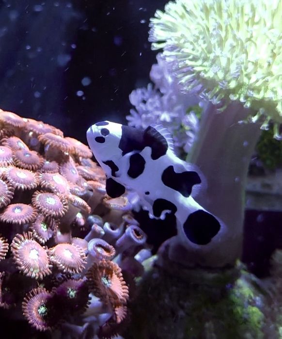 кораллы и морская рыба