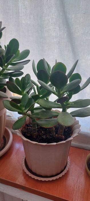 Комнатные растения