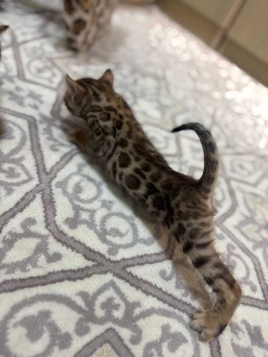 Продаются бенгальские котята