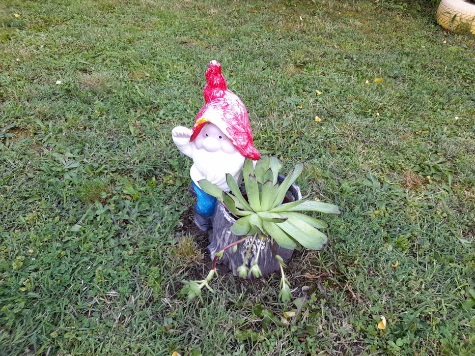 Планинска роза,Алпийска роза,Дебела Мара,Бабино ухо, Семпервивум