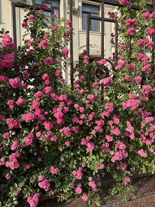 Готовый действующий бутик-отель в сердце Ташкента — парк Ашхабад.