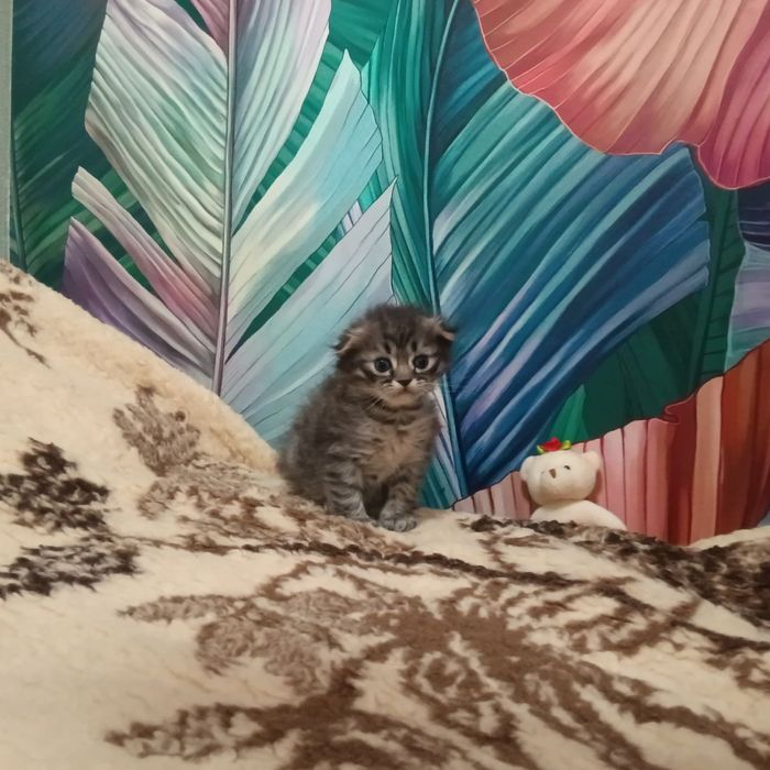 Вислоухая,девочка