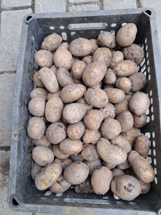 Продам картофель