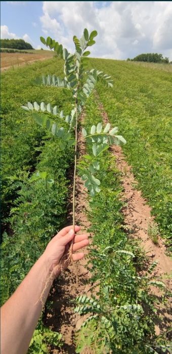 Puieti salcâm disponibil 15000.de bucăți preț 0.80 banii frasin comun