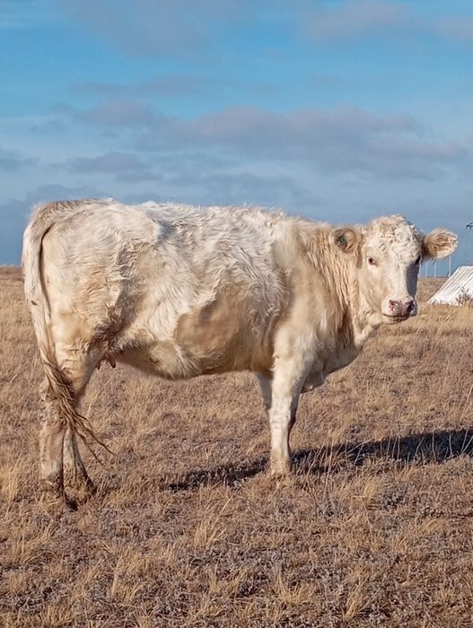 Продаются коровы