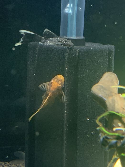 Велефера платина «синий глаз