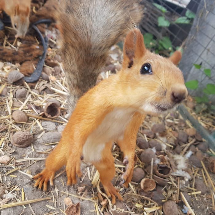 Белка обычная рыжая